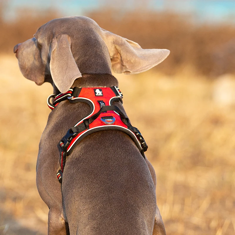 Truelove Pet Reflective Nylon  - Running Gear Dog recension och pris